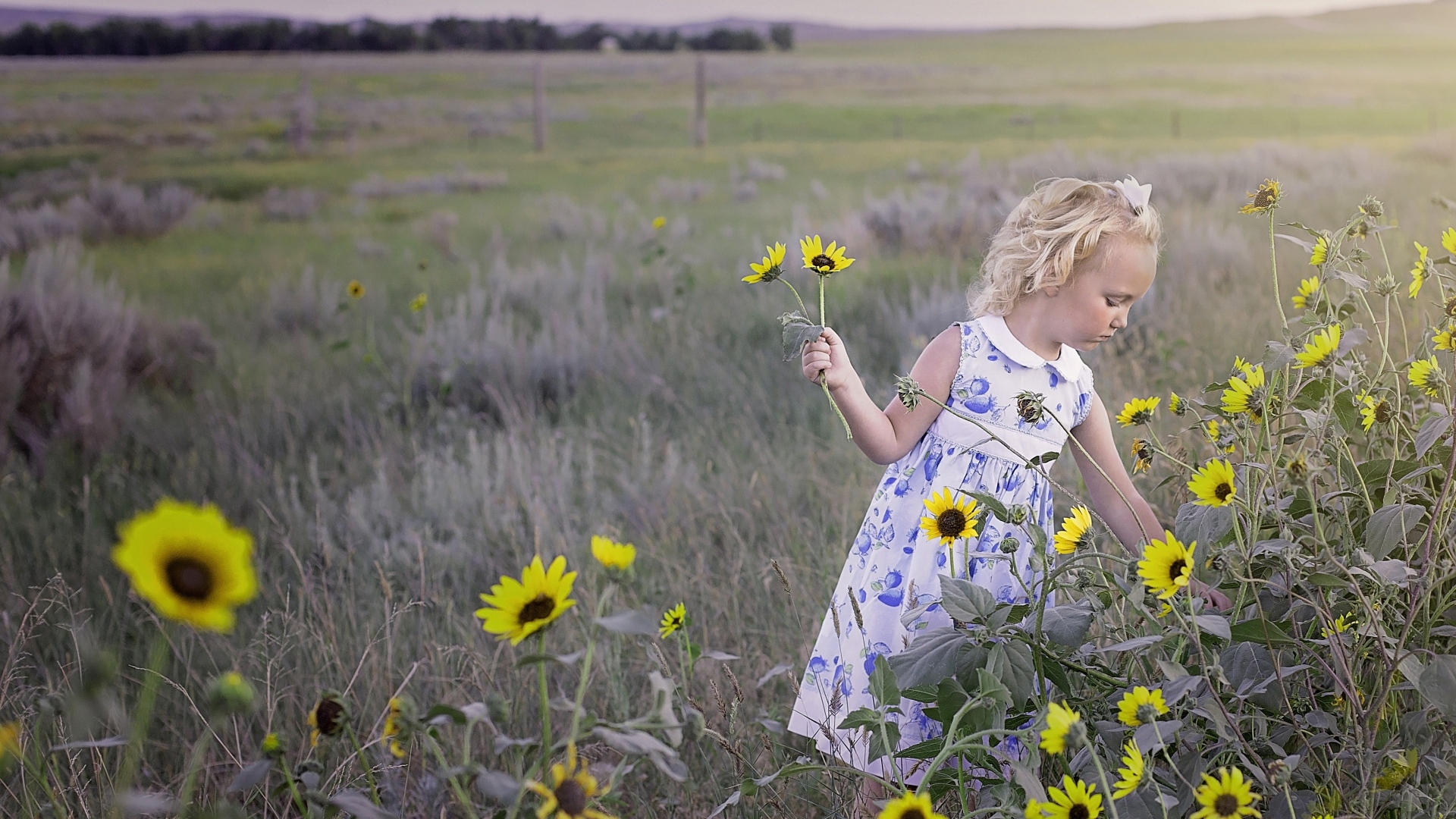Девочка собирает на поле желтые цветы