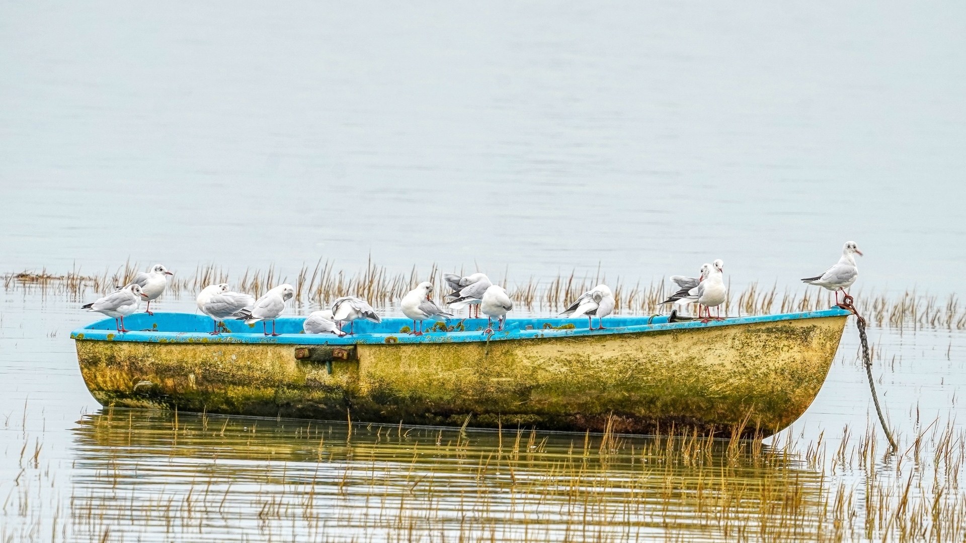 Чайки сидят на старой лодке на берегу реки