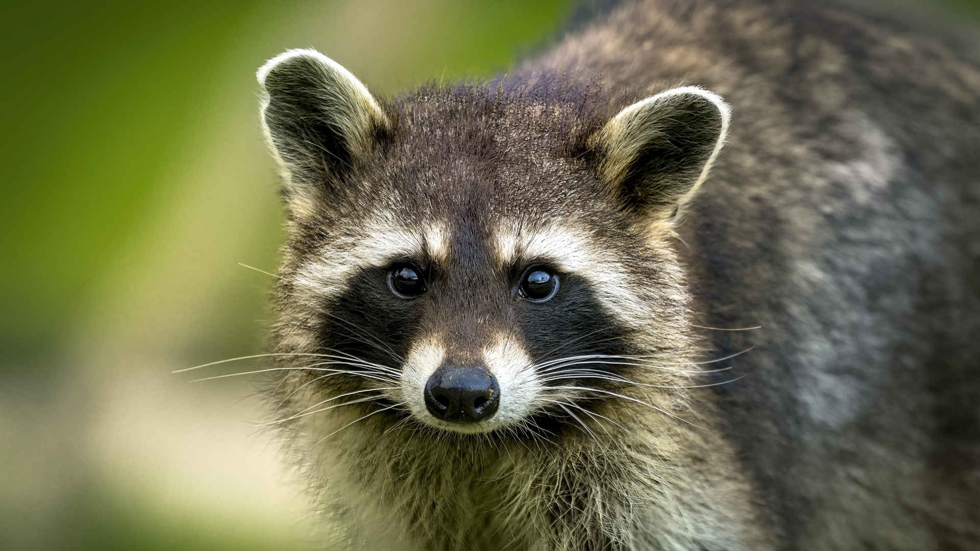 Милый енот с черным носом