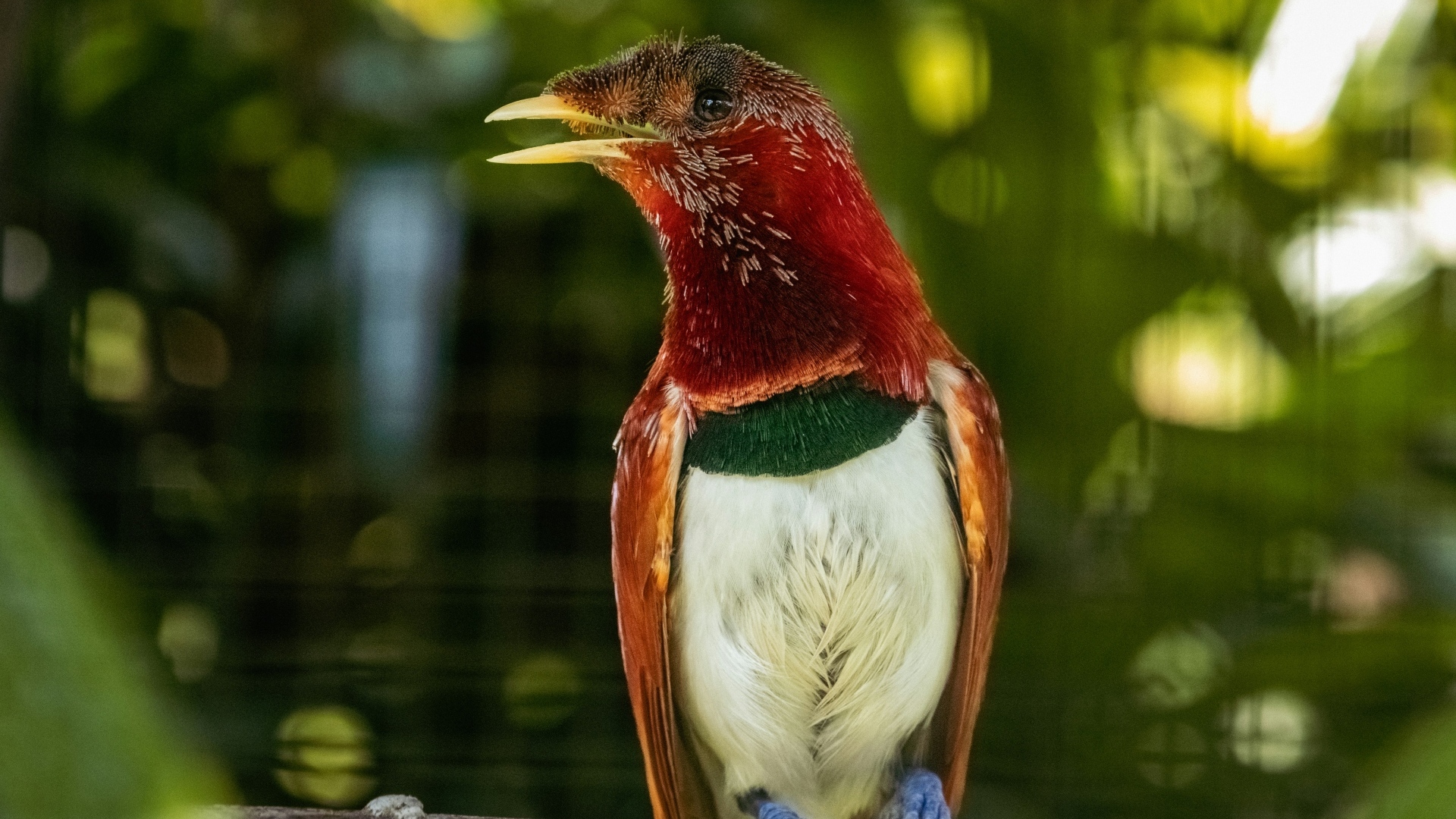 Тропическая птица сидит на ветке дерева