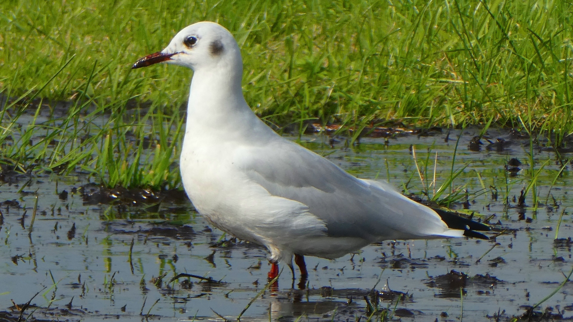 Белая чайка стоит в воде 