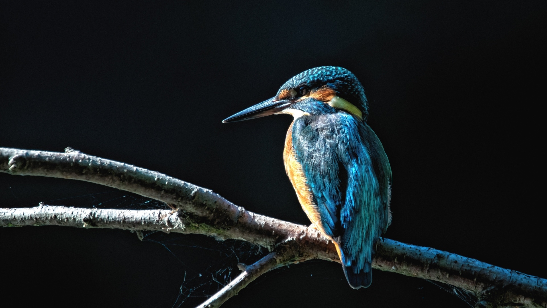 Синяя птица зимородок сидит на ветке на черном фоне