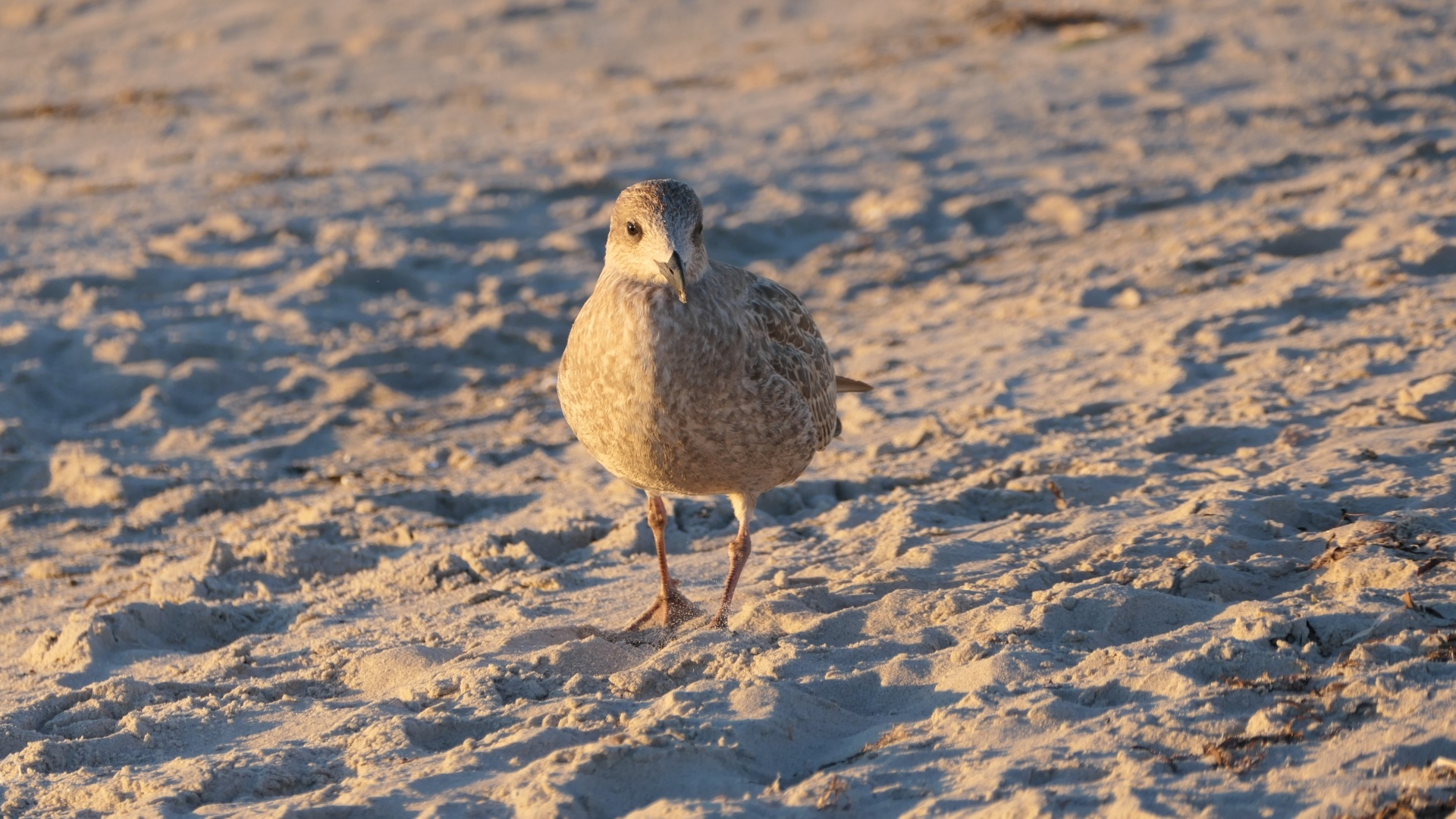 Маленькая серая птичка на песке