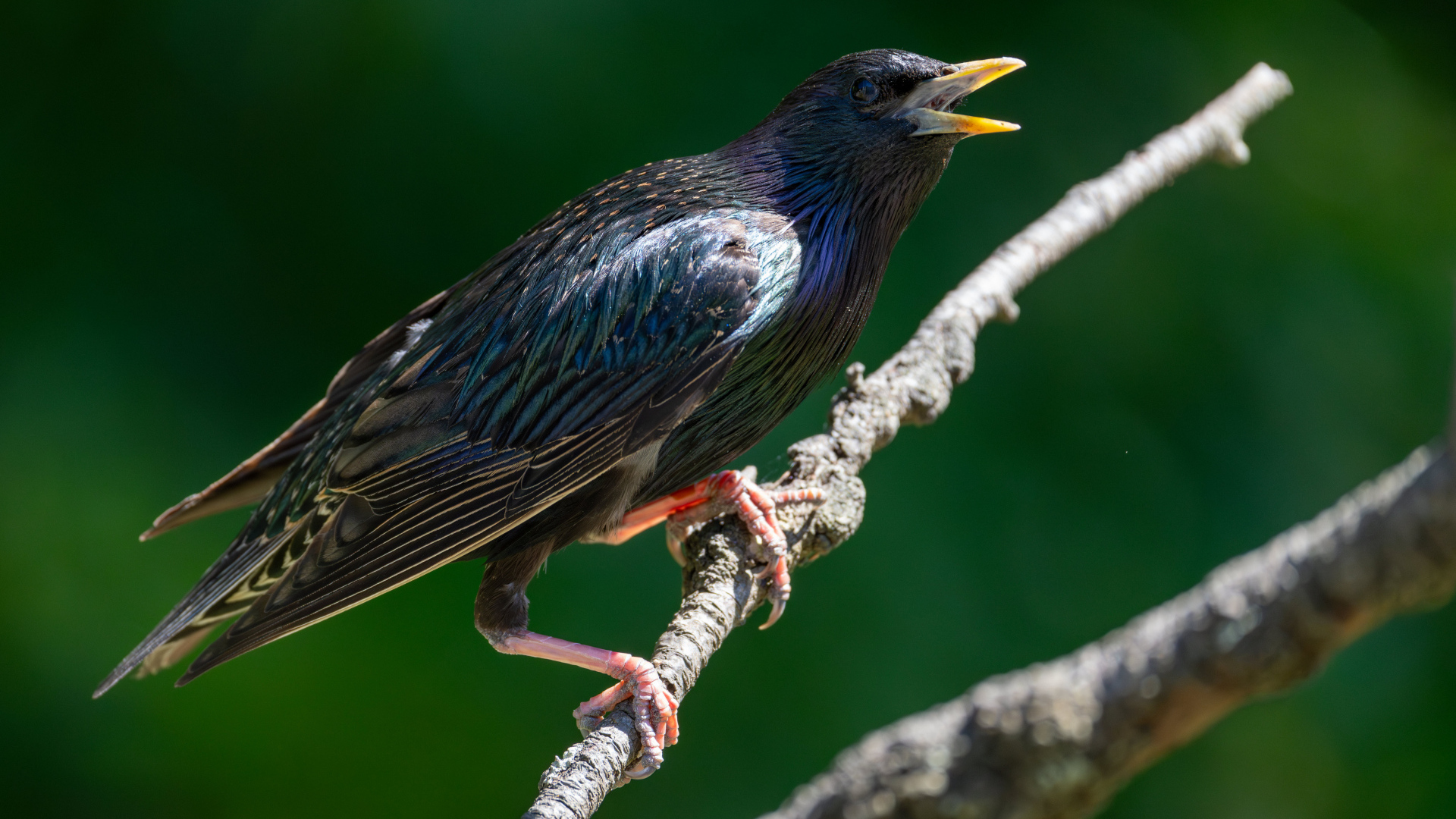Скворец с открытым клювом на дереве 