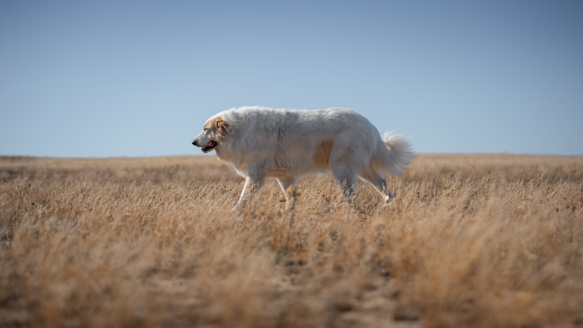 Большой старый пес идет по сухой траве