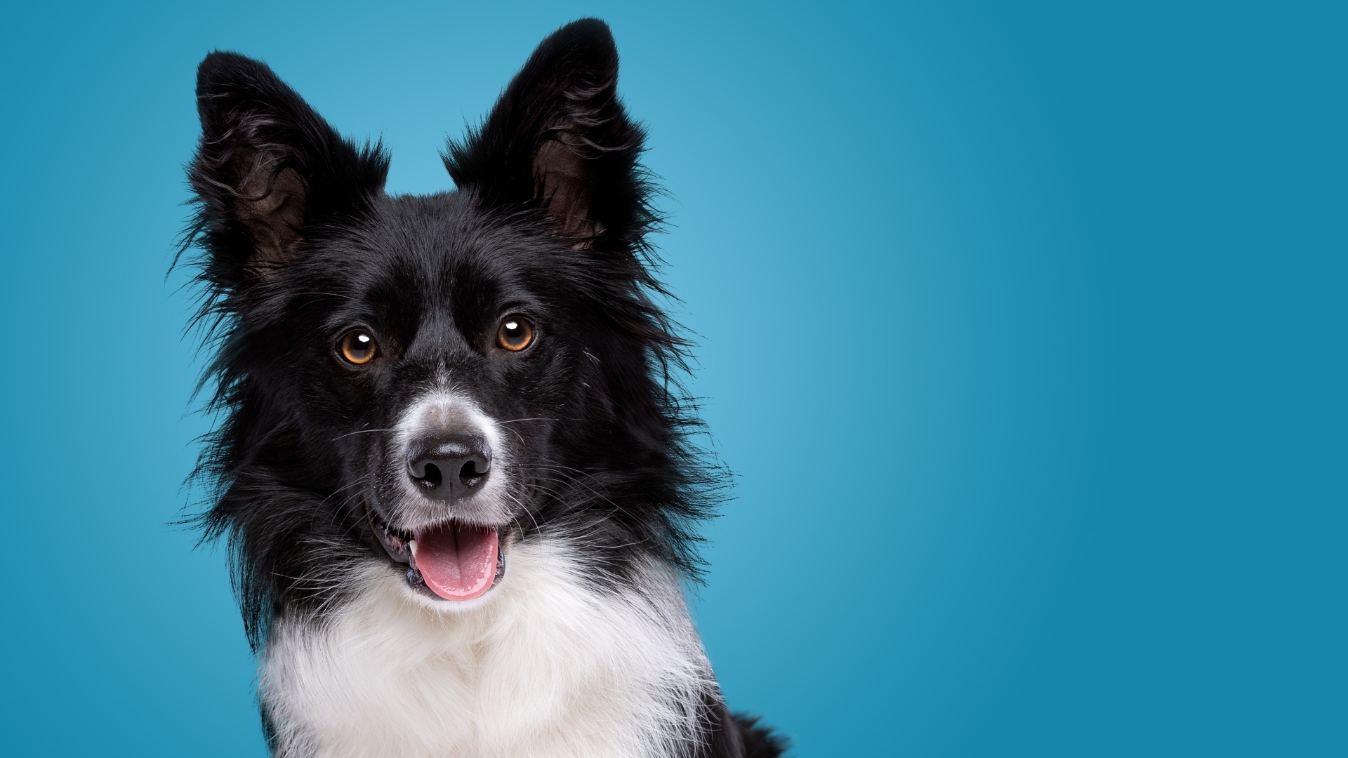 Собака породы бордер колли на голубом фоне