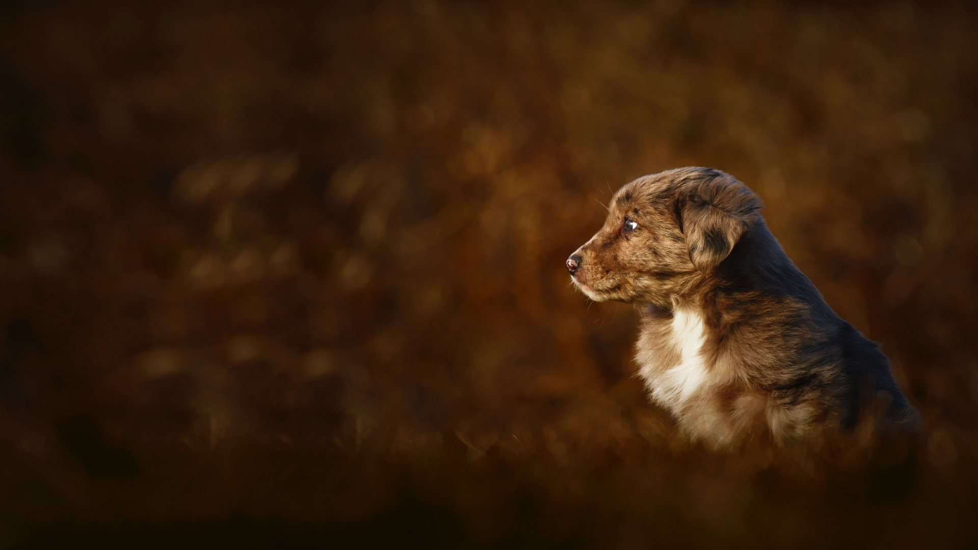 Маленький коричневый щенок крупным планом