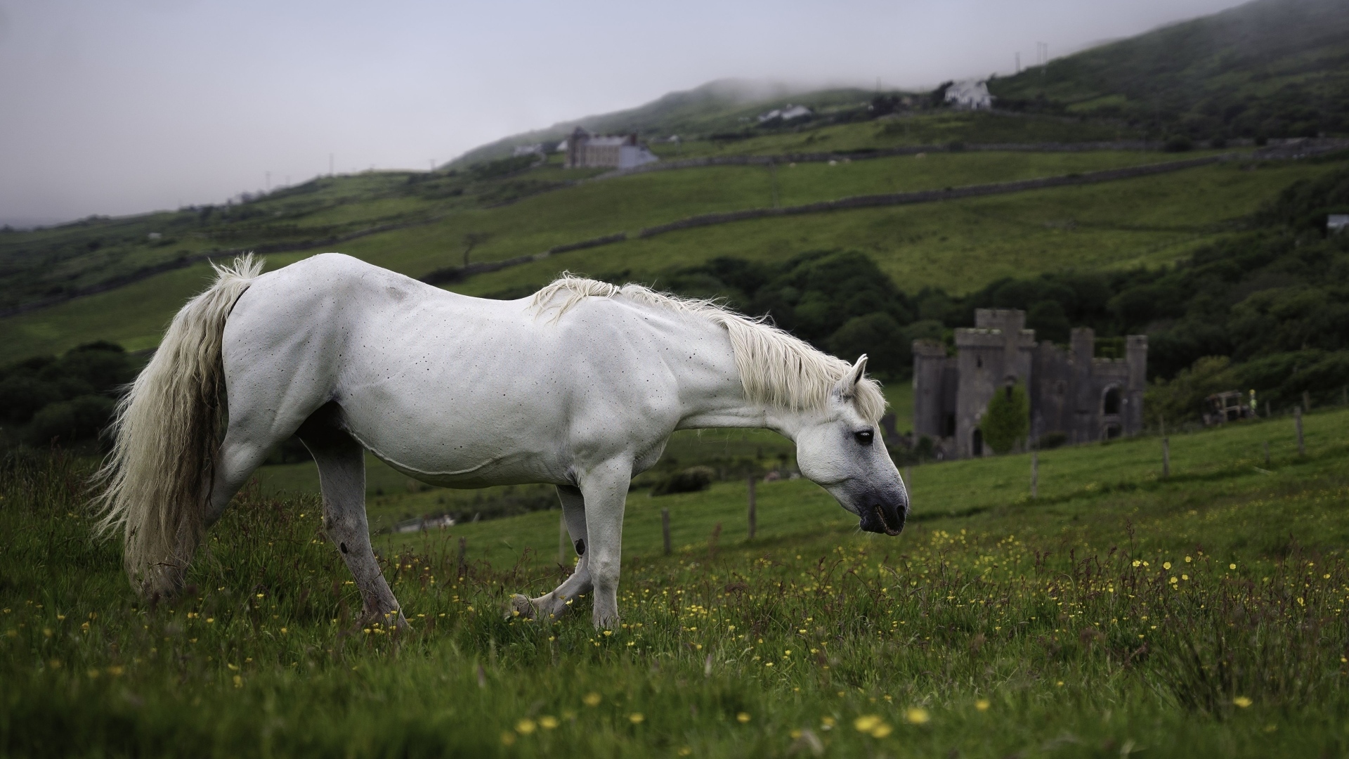 Большой белый конь пасется на зеленой траве