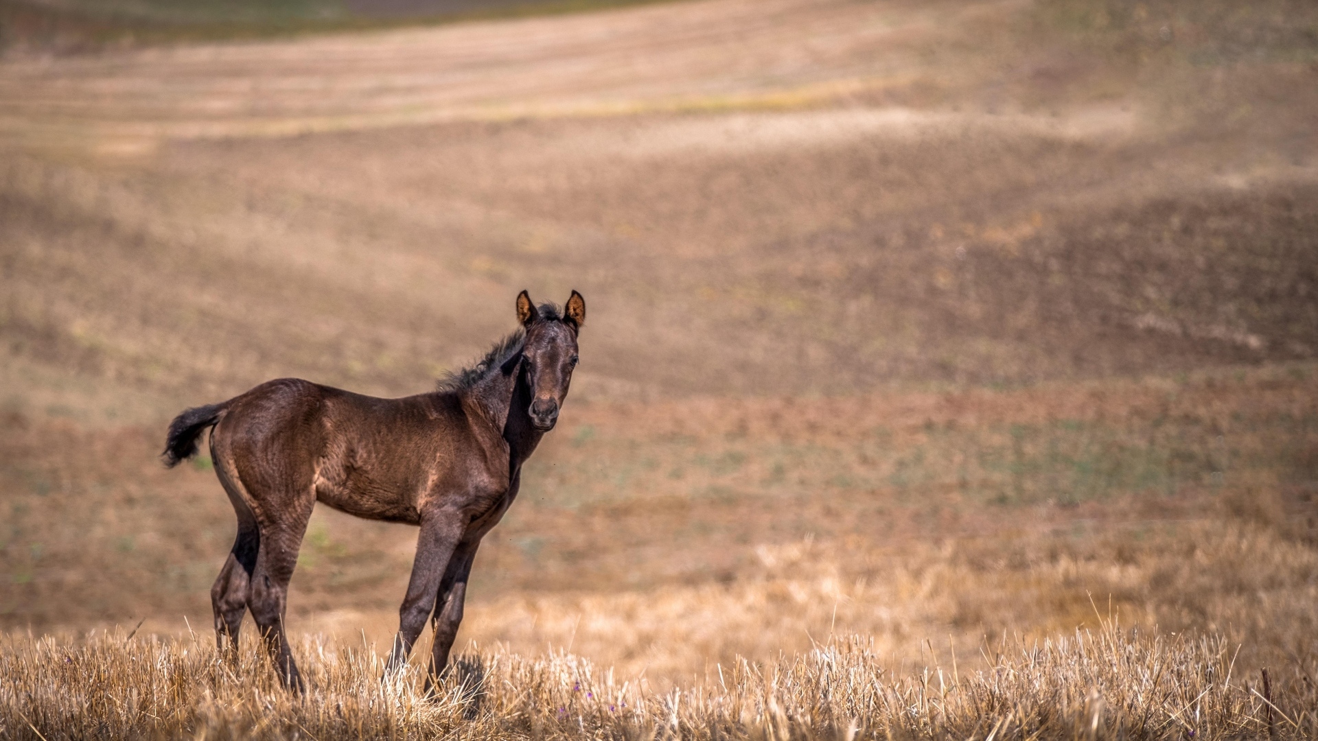 Жеребенок на пастбище 