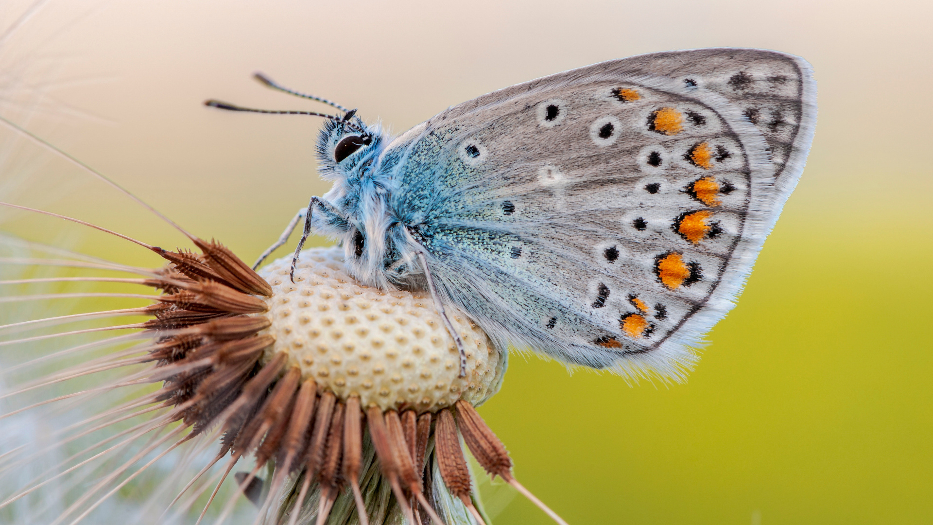 Голубая красивая бабочка сидит на цветке одуванчика