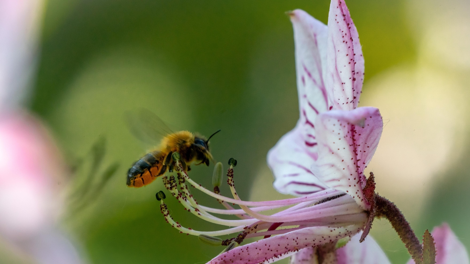 Пчела кружит у розового цветка лилии