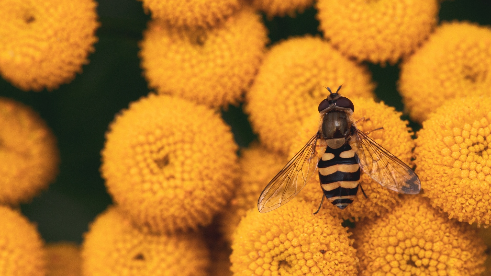 Муха сидит на желтых цветах пижмы