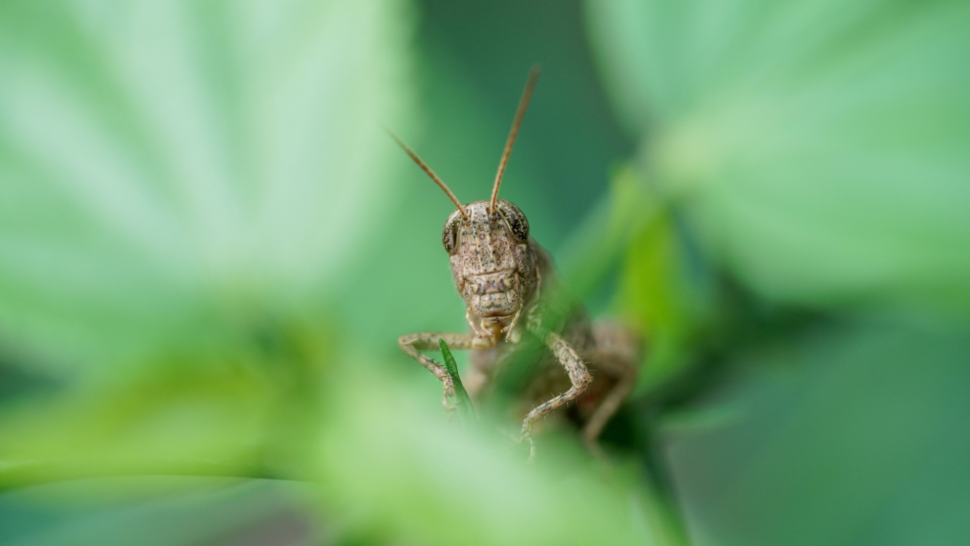 Большой кузнечик прячется в листьях 