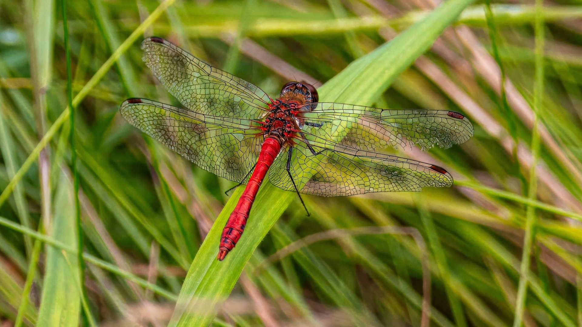 Большая красная стрекоза сидит на зеленой траве