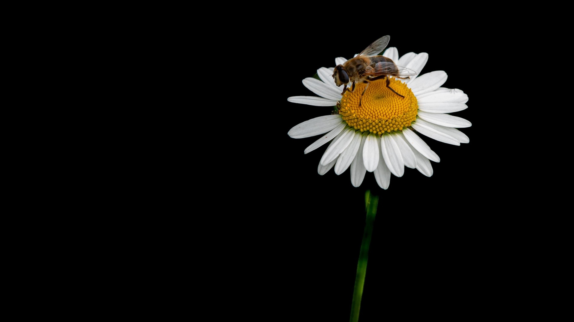 Маленькая пчела сидит на ромашке на черном фоне