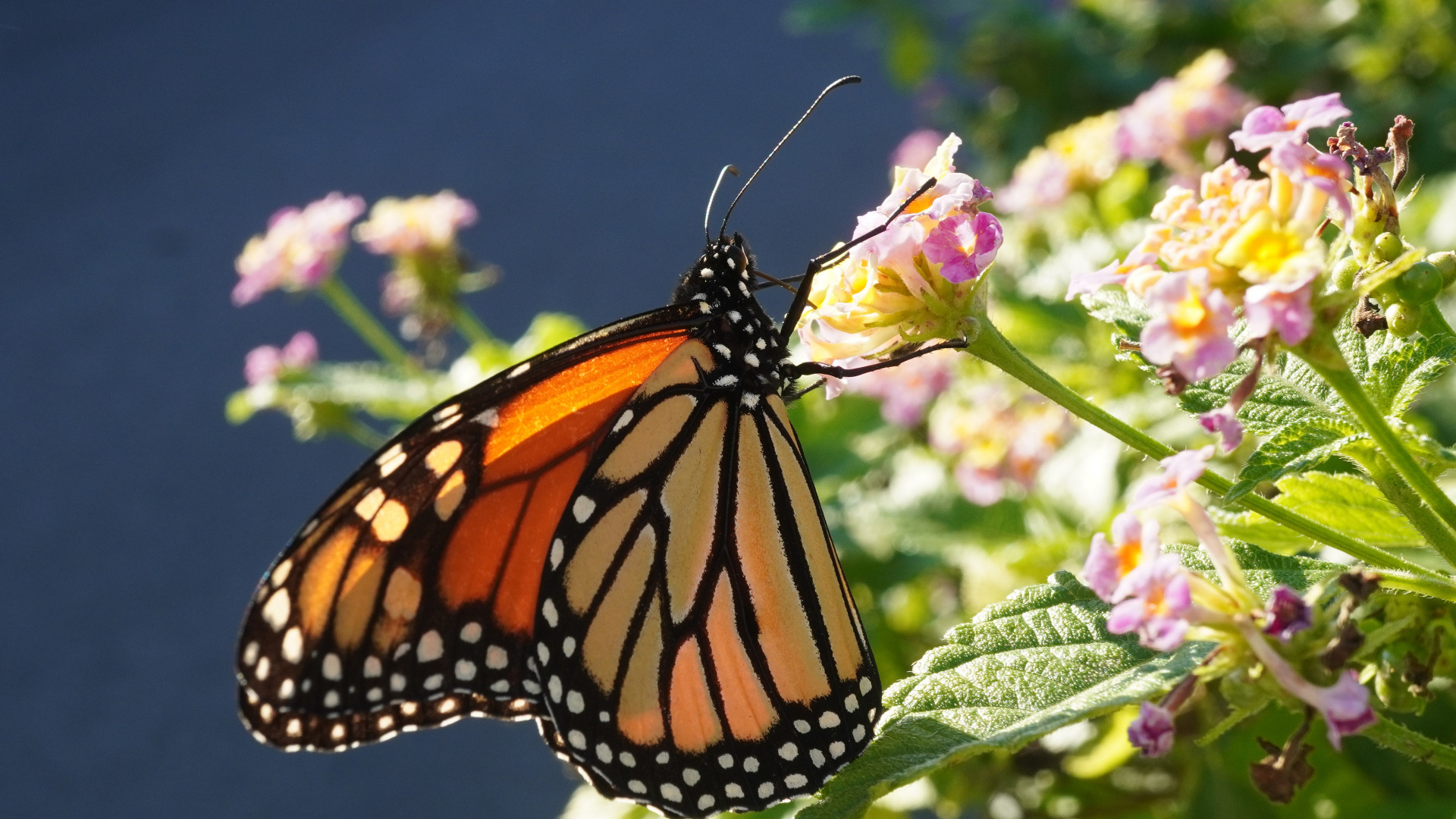 Коричневая бабочка на розовом комнатном цветке