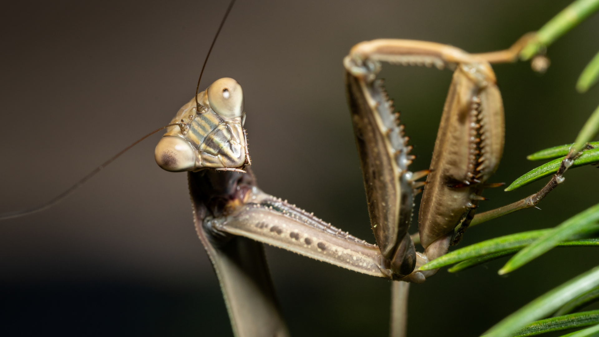 Богомол крупным планом на зеленой траве
