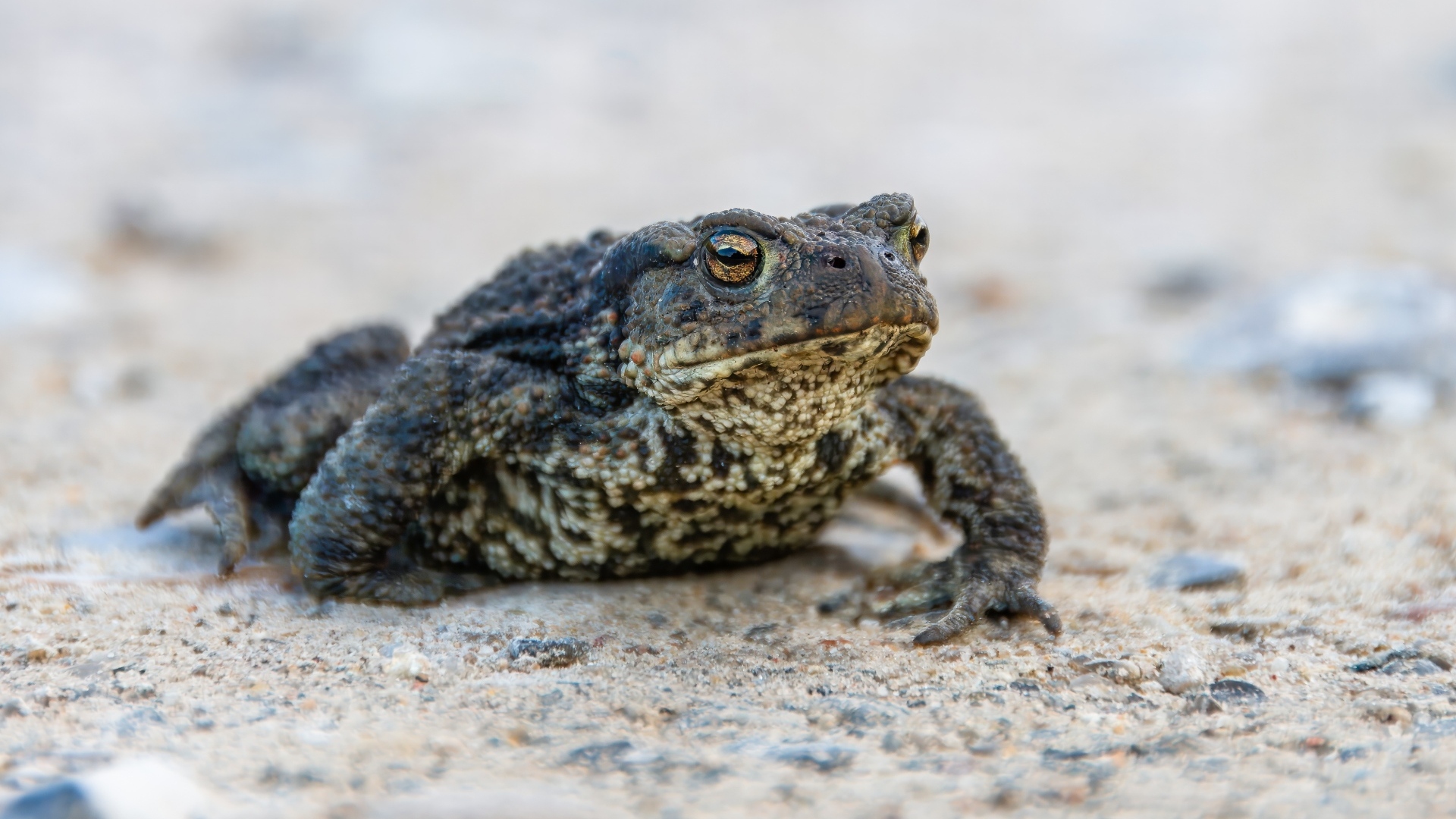Большая жаба сидит на песке 