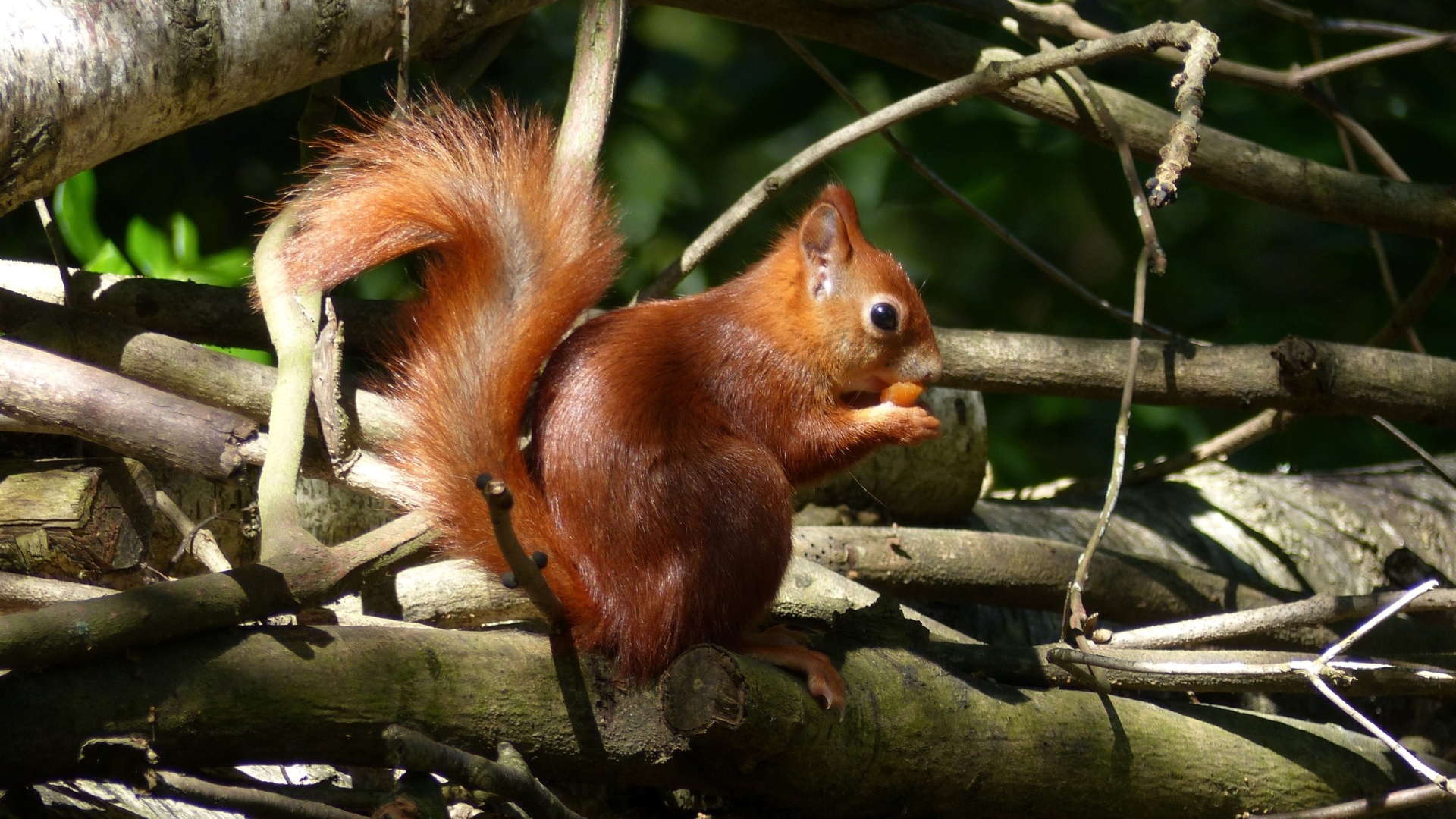 Рыжая белка с орехом сидит в сухих ветках