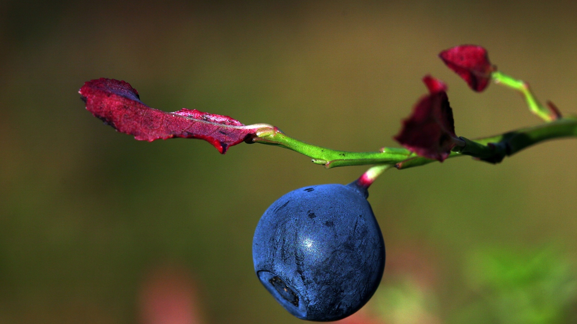 Ягода черники на ветке макросъемка