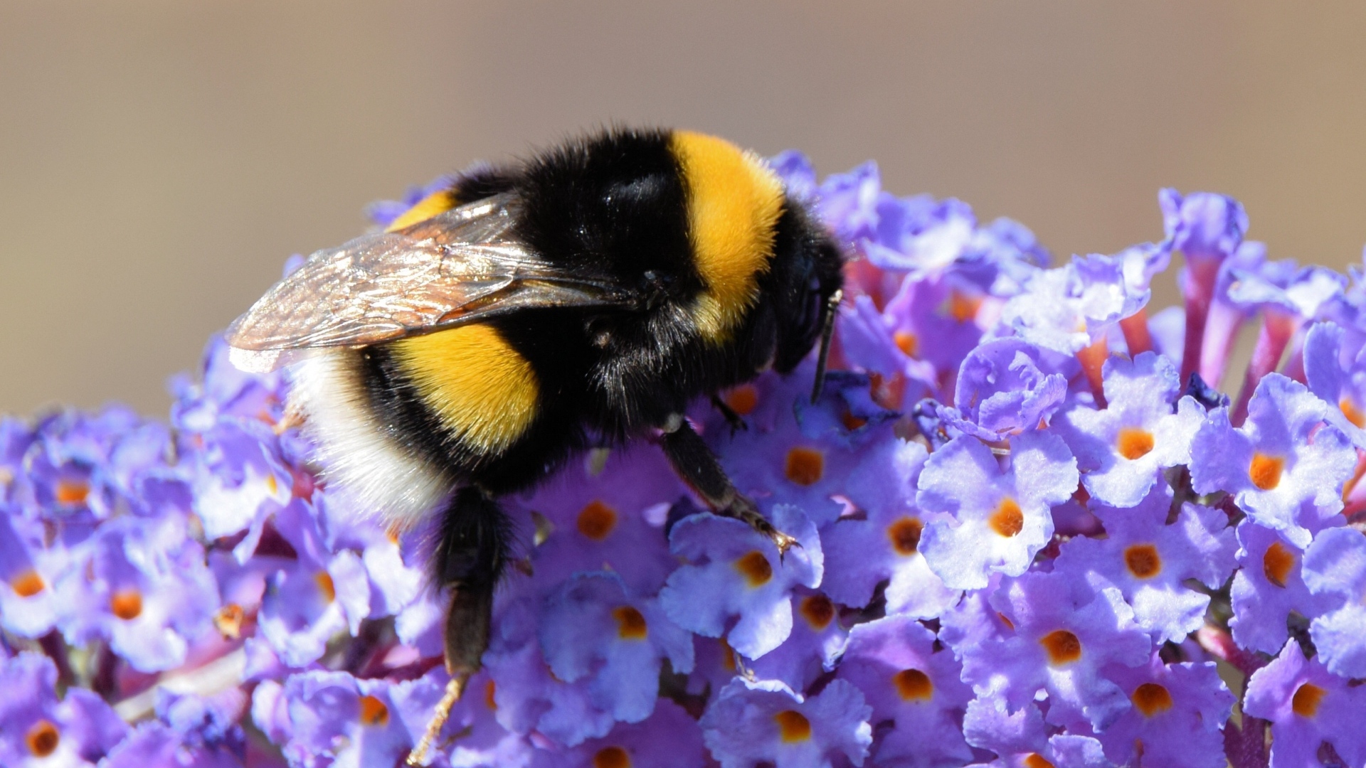 Маленький шмель на сиреневых цветах