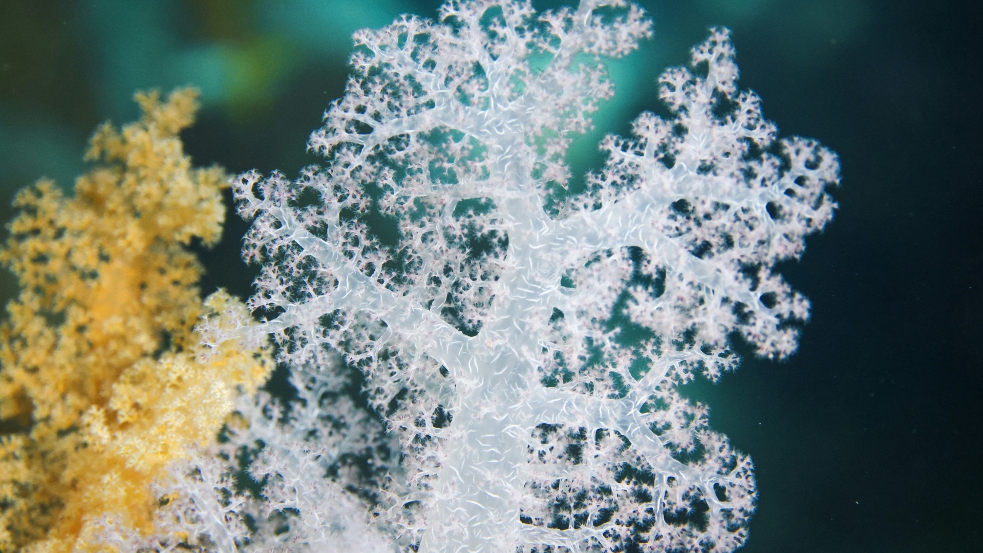 Тропический коралловый риф крупным планом