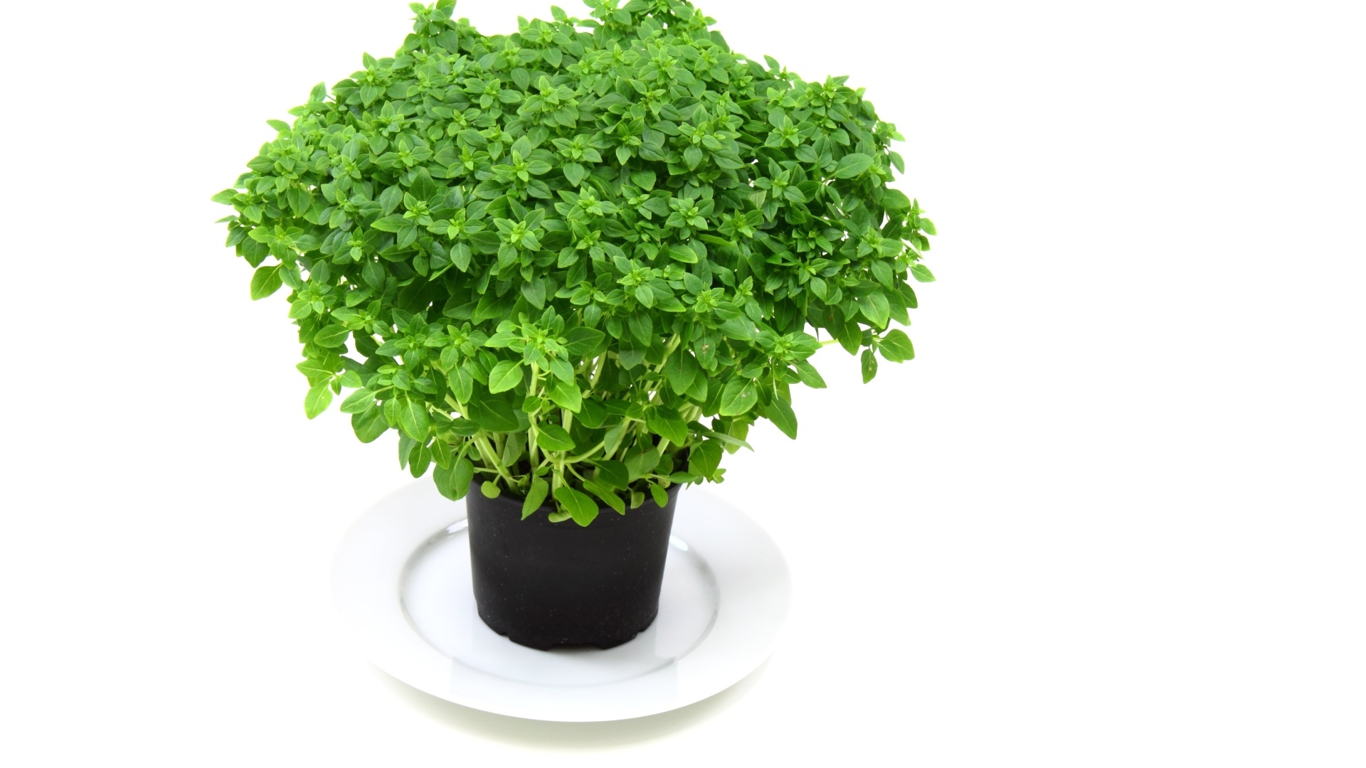 Ароматная зелень в горшке на столе