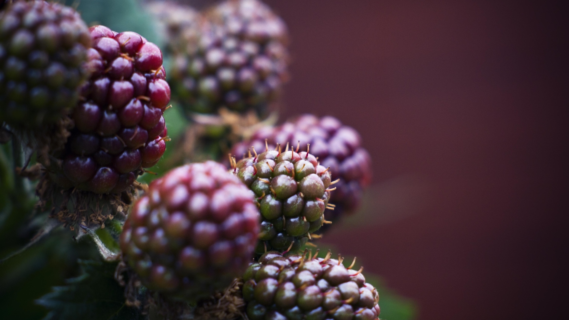 Зеленая ежевика на ветках 