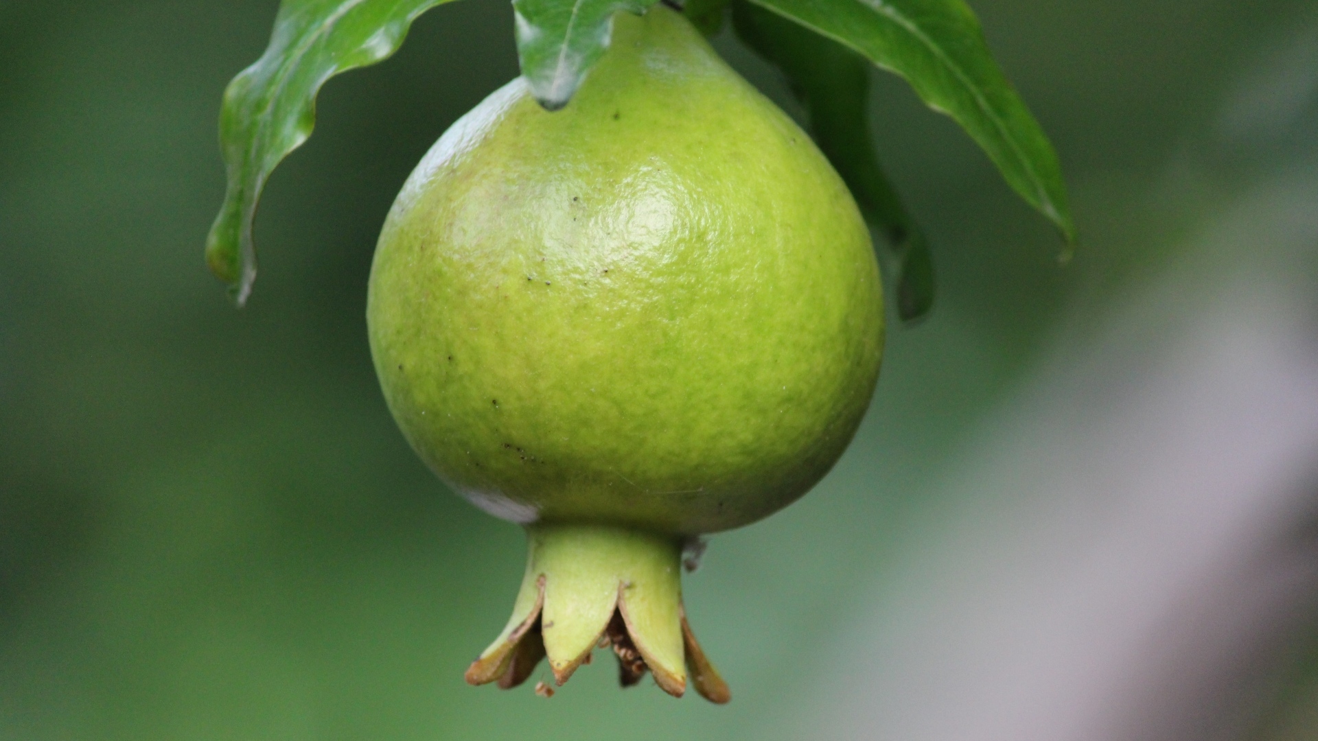 Зеленый плод граната на ветке