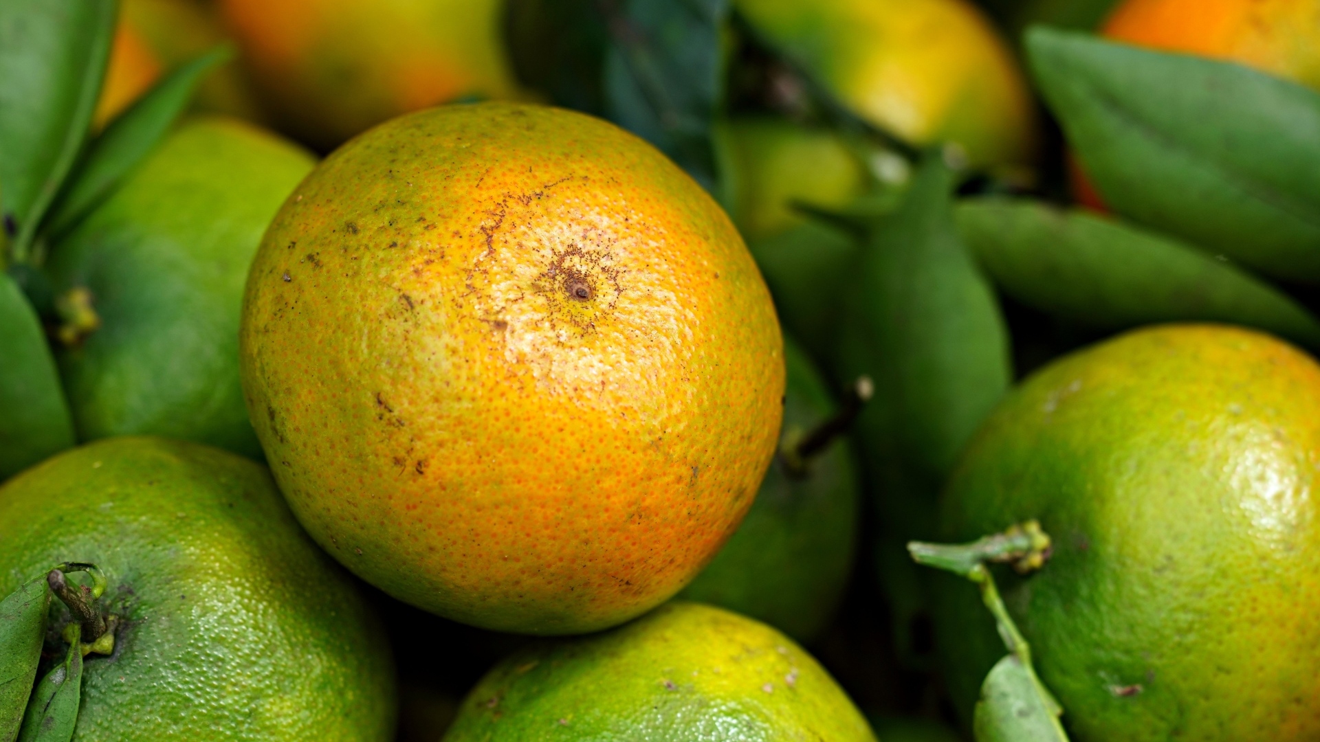 Зеленые мандарины с листьями крупным планом