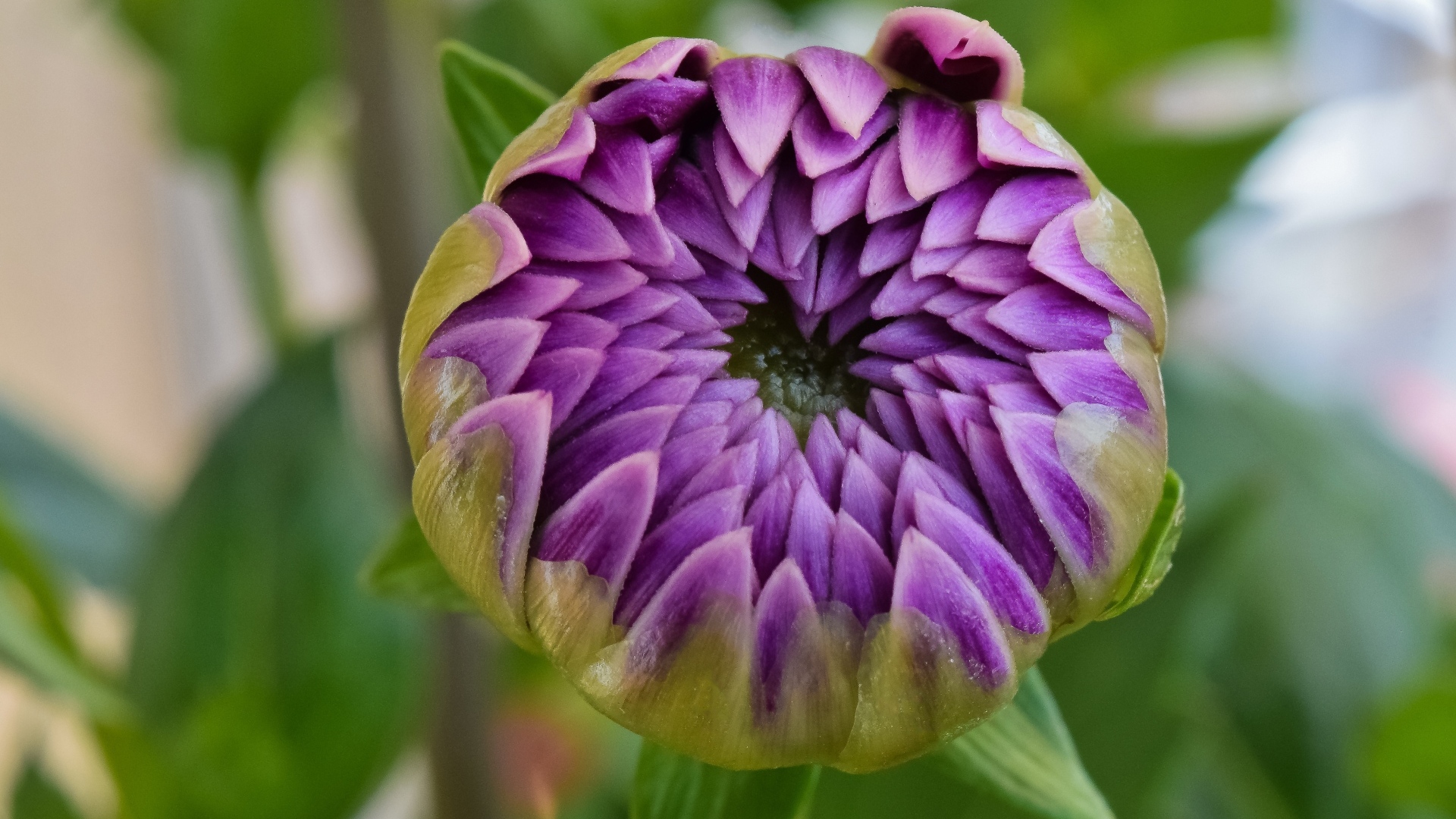 Распускающийся цветок сиреневой георгины