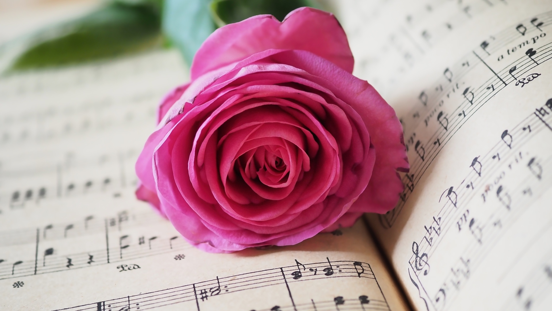 Розовая роза лежит на нотной тетради