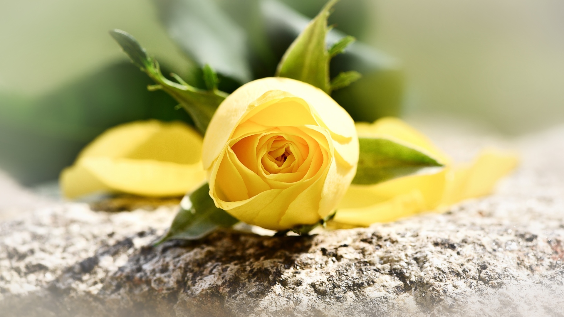 Желтая роза лежит на камне
