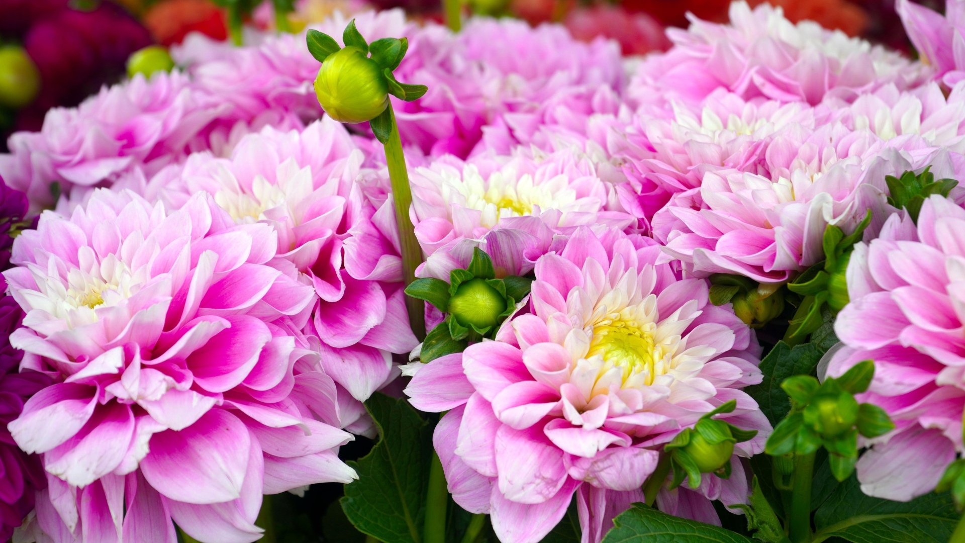 Красивый букет нежных розовых георгин