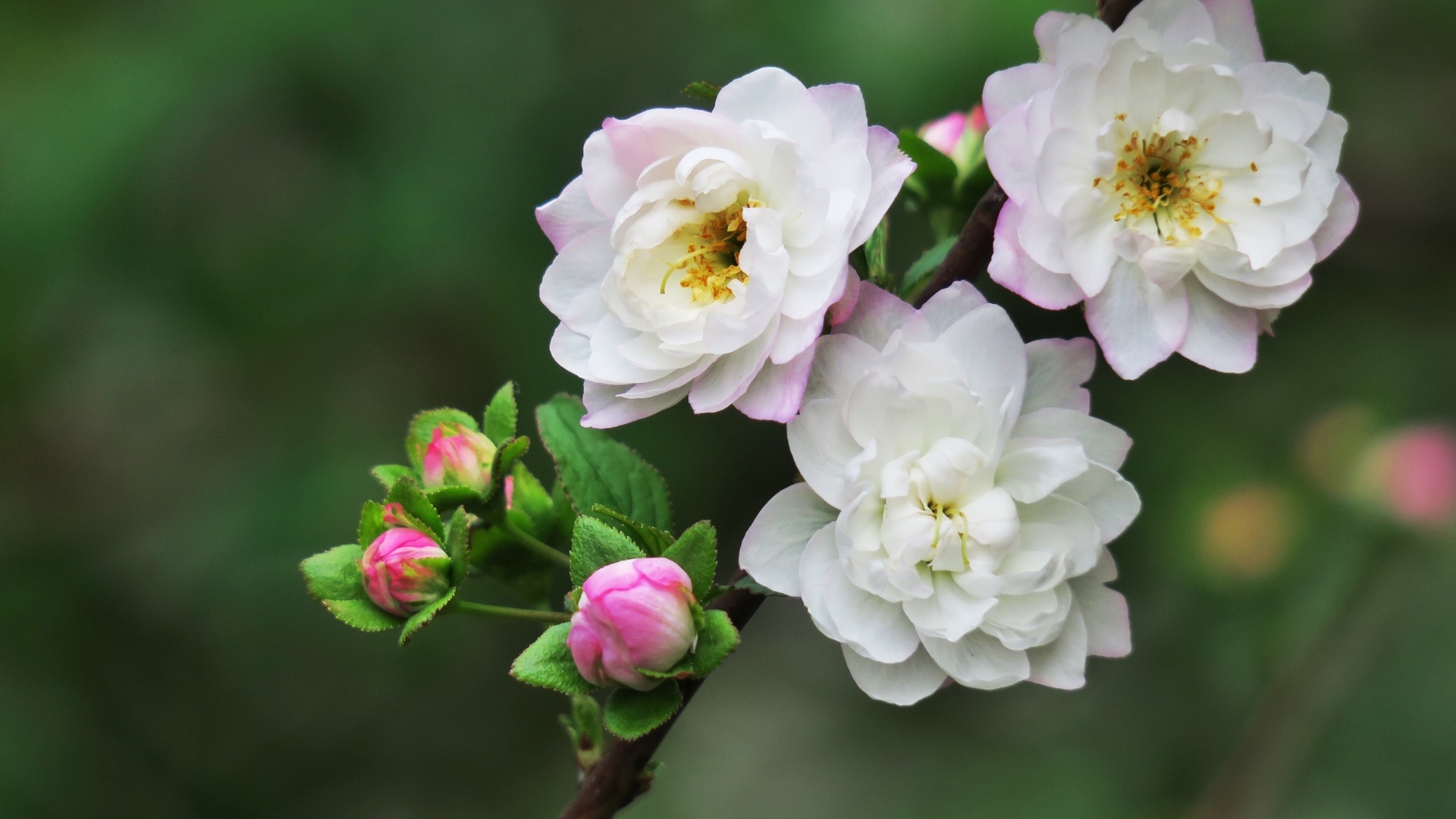 Красивые цветы распускаются на ветке дерева весной