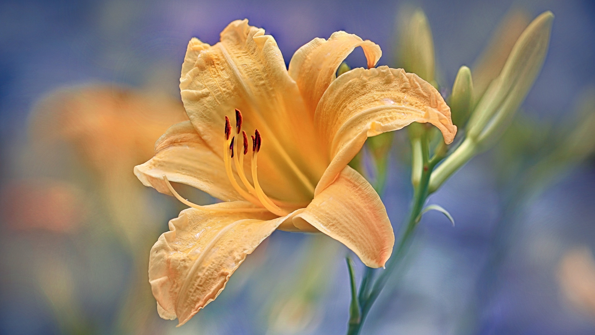 Красивый оранжевый лилейник с бутоном