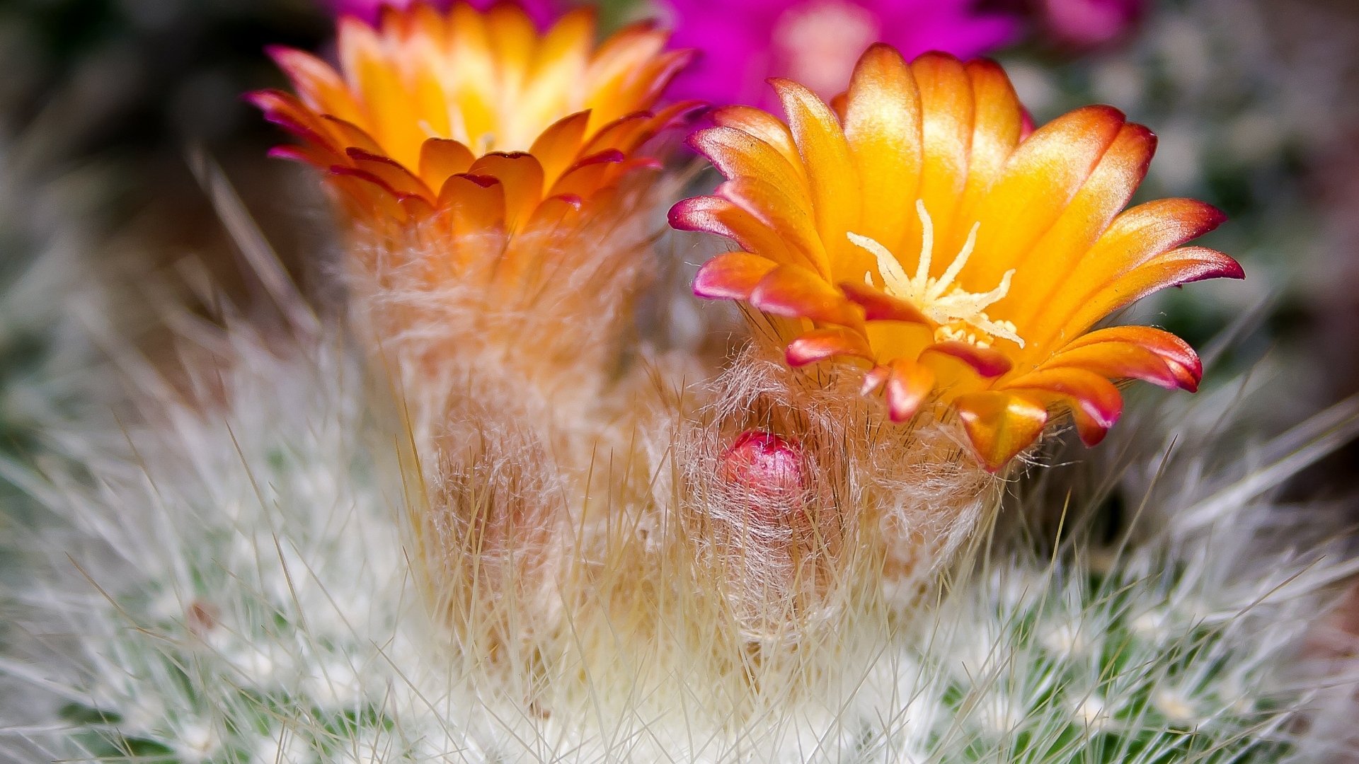 Красивые оранжевые цветы колючего кактуса