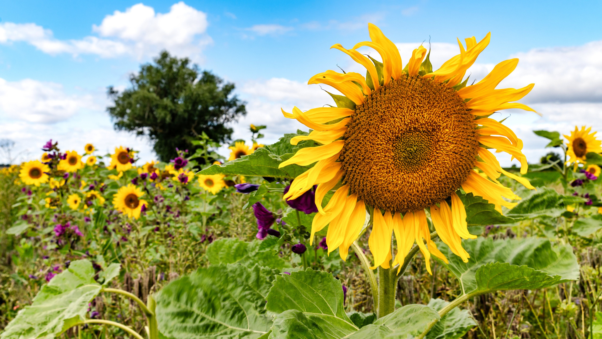 Красивое летнее поле с подсолнухами в лучах солнца