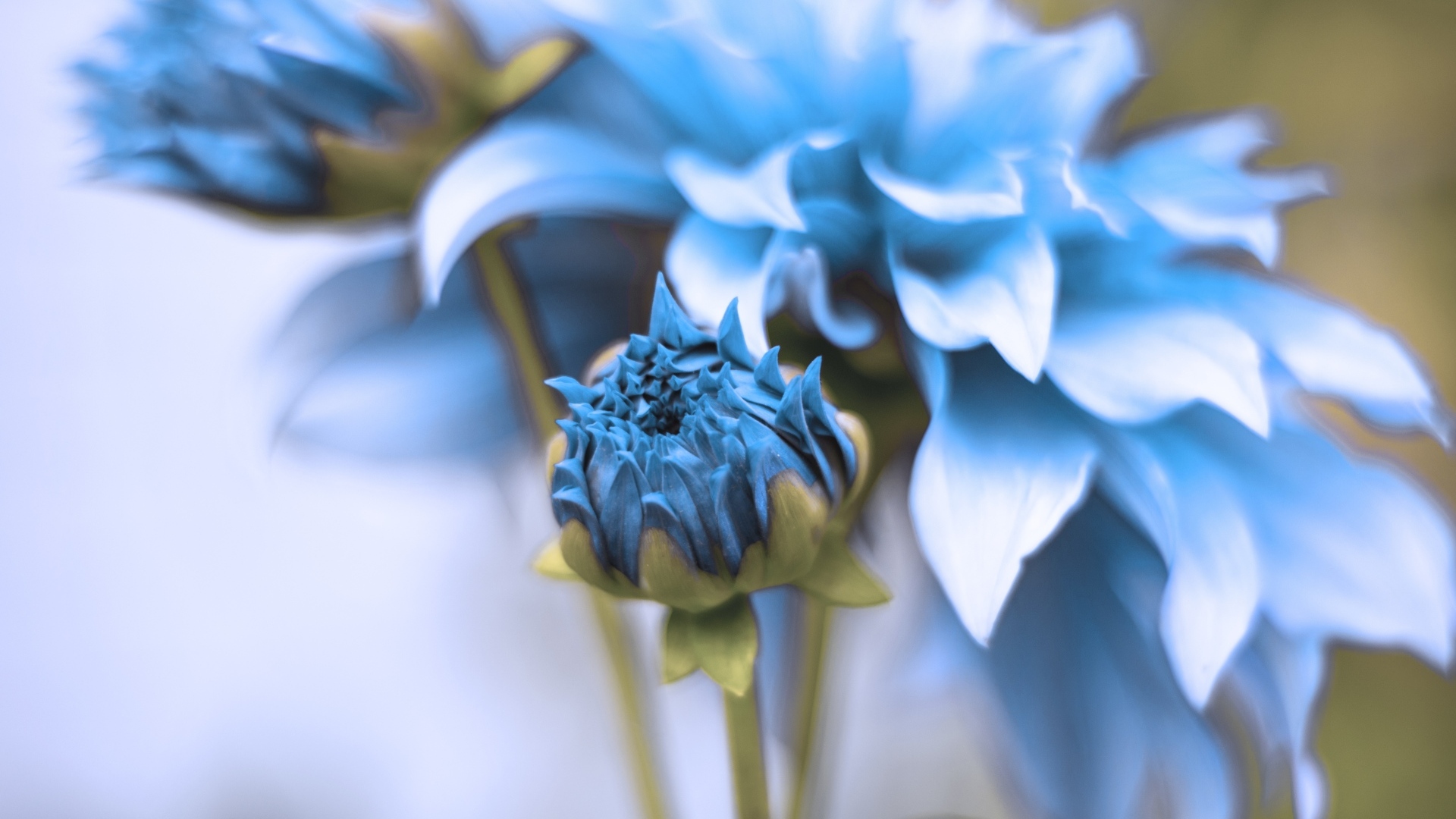 Синие распускающиеся цветы георгина