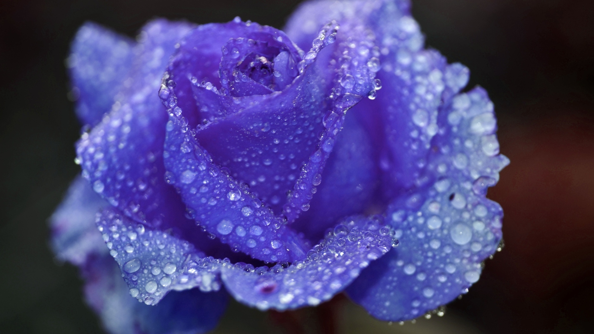 Синяя роза в каплях воды крупным планом