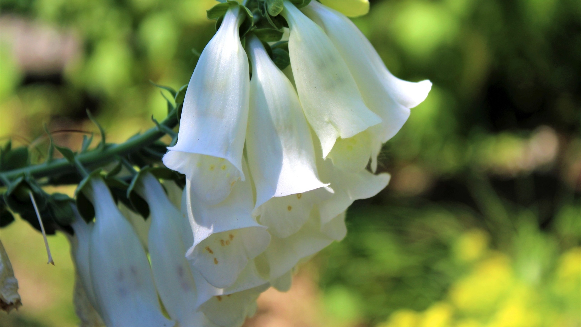 Ветка с белыми цветами колокольчика