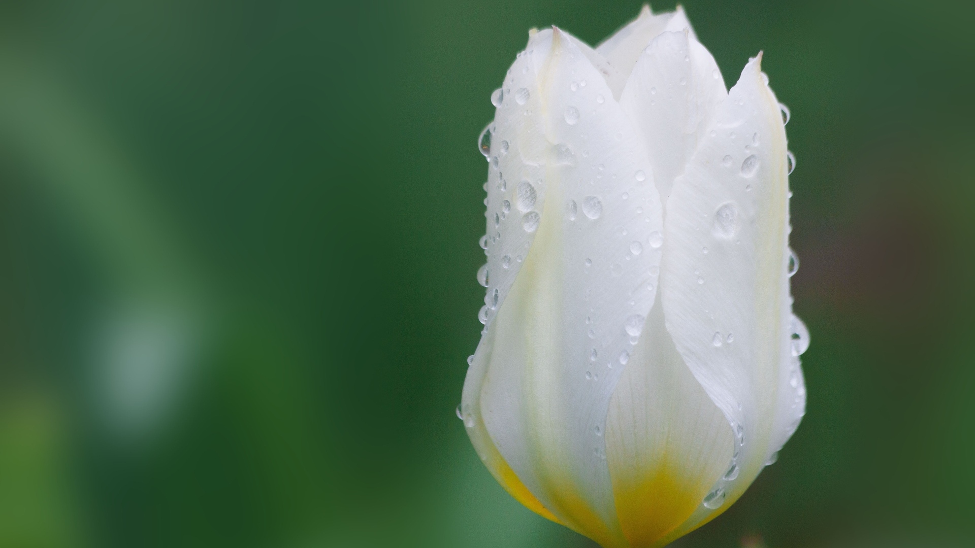 Закрытый цветок тюльпана в каплях воды