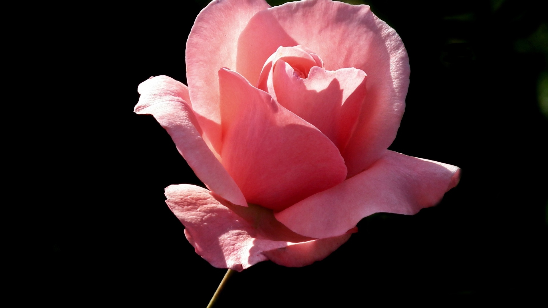 Ароматная красивая розовая роза на черном фоне