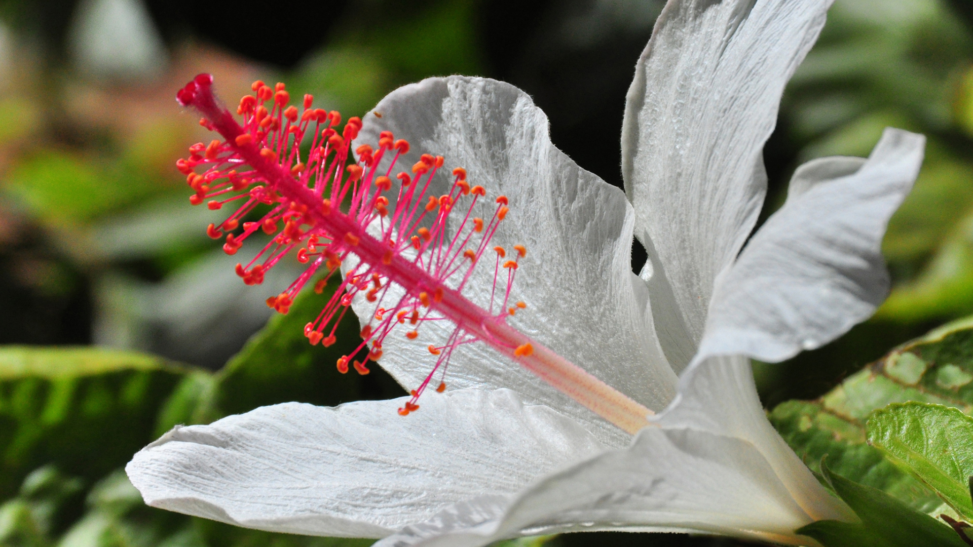 Крупный белый гибискус макросъемка