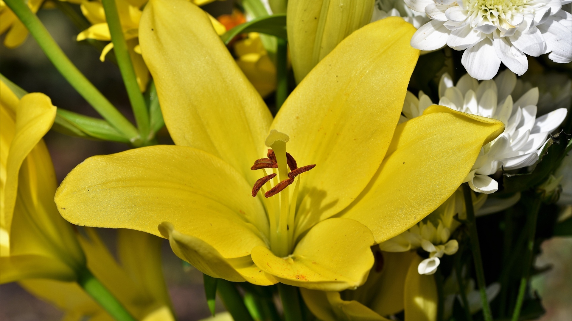 Крупные желтые лилии в букете с хризантемами