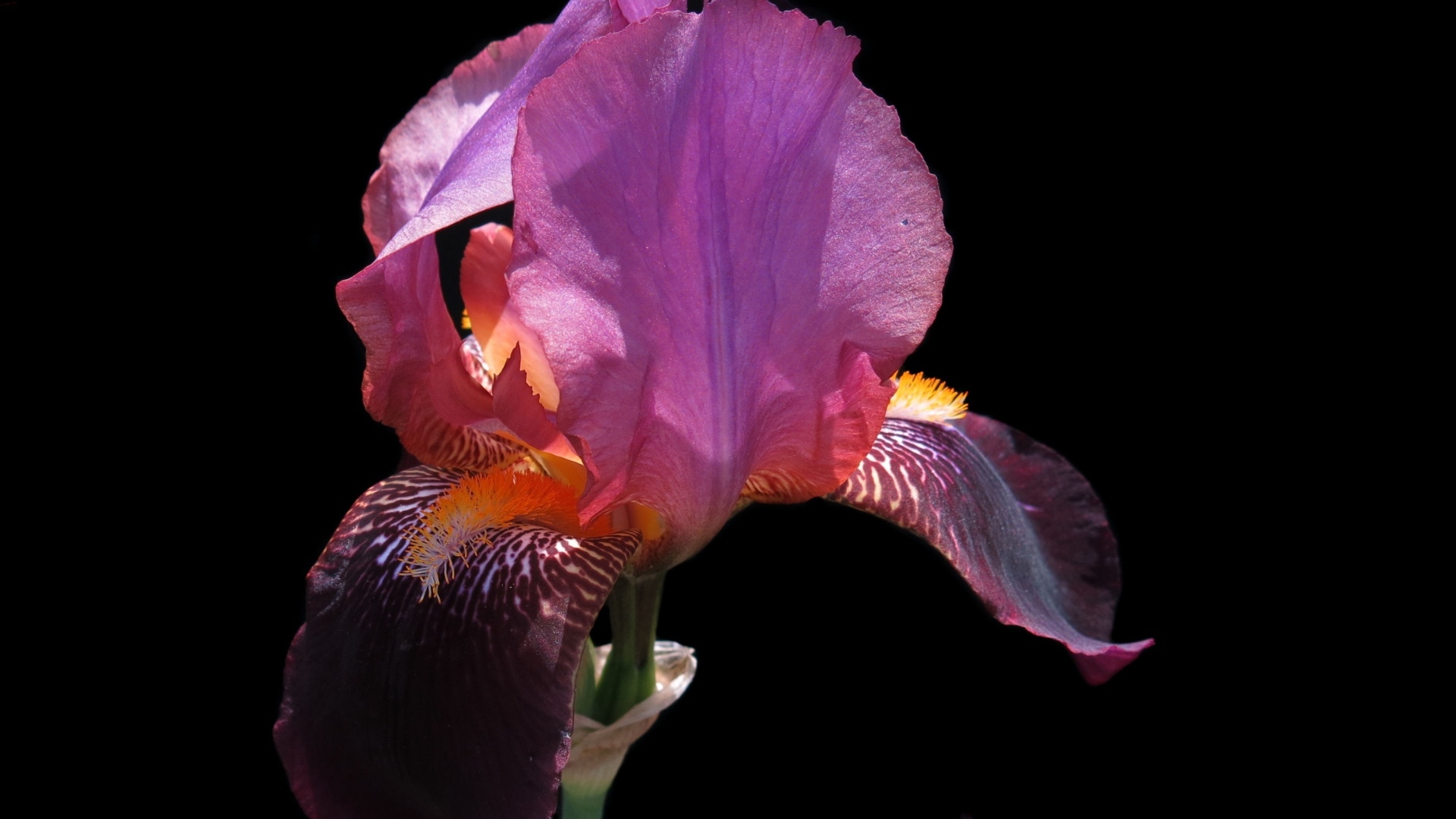 Сиреневый цветок ириса на черном фоне