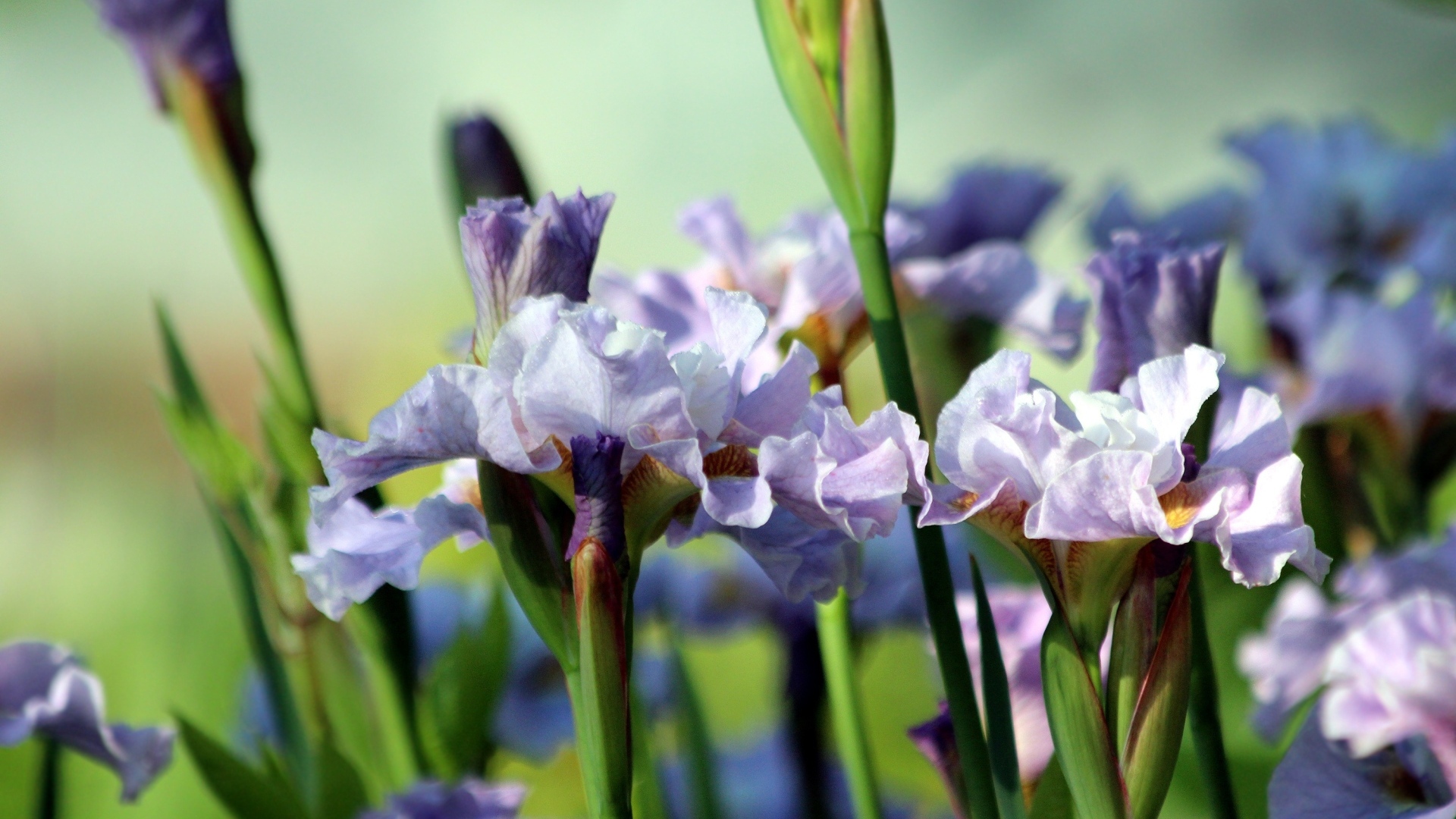 Много синих садовых цветов ириса