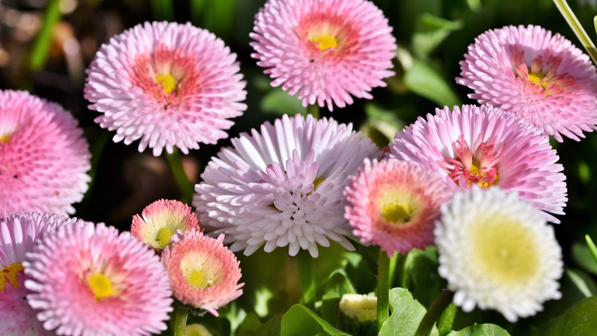 Много розовых маргариток крупным планом