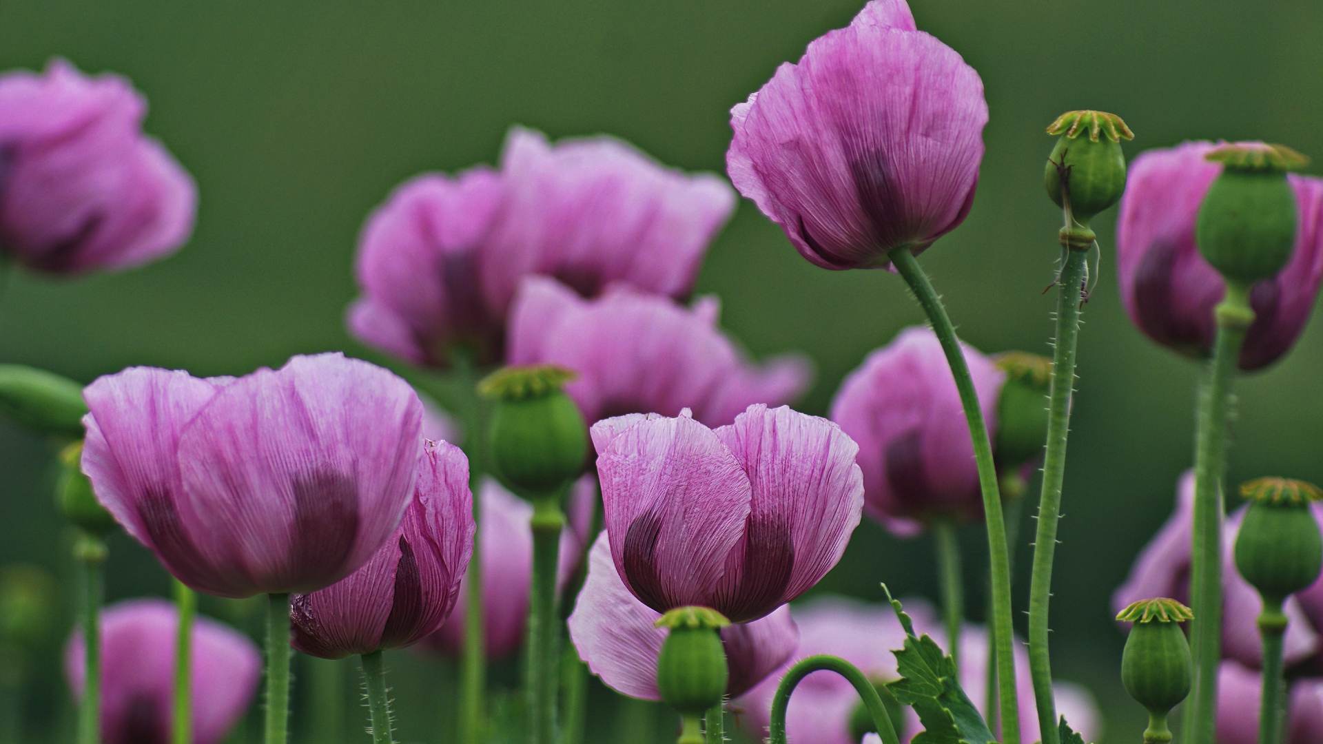 Много розовых маков на поляне