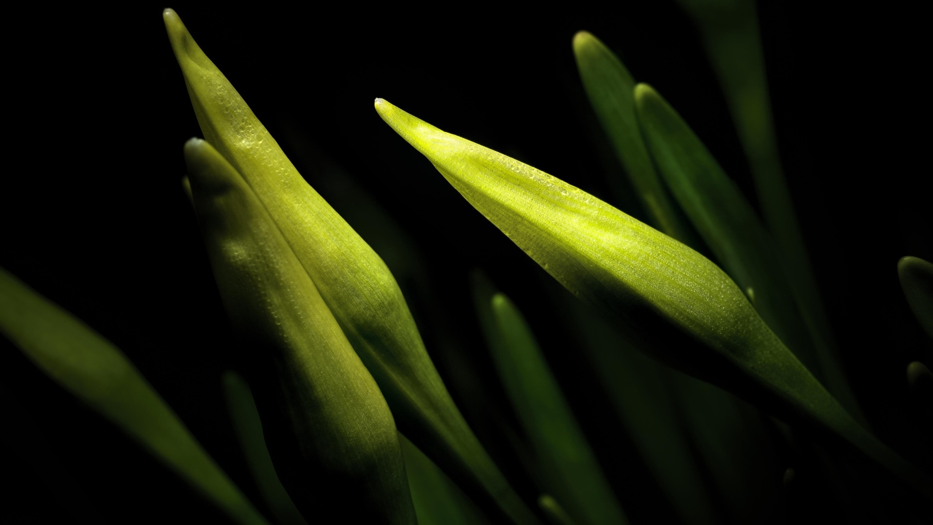 Бутоны нарциссов на черном фоне